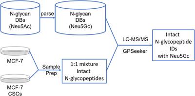 Aberrant N-glycolylneuraminic acid in breast MCF-7 cancer cells and cancer stem cells